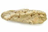 Fossil Mosasaur (Prognathodon) Upper Jaw in Situ - Morocco #325605-2